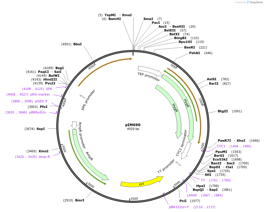 74638-plasmid-map-sequence-id-142649