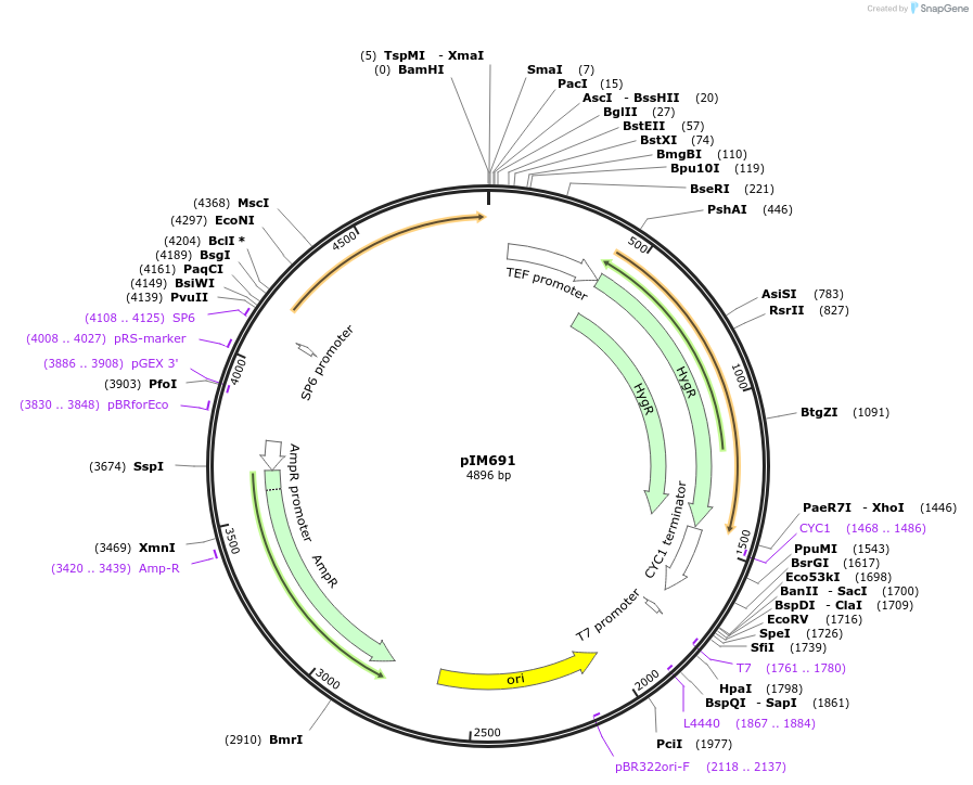 74641-plasmid-map-sequence-id-142652