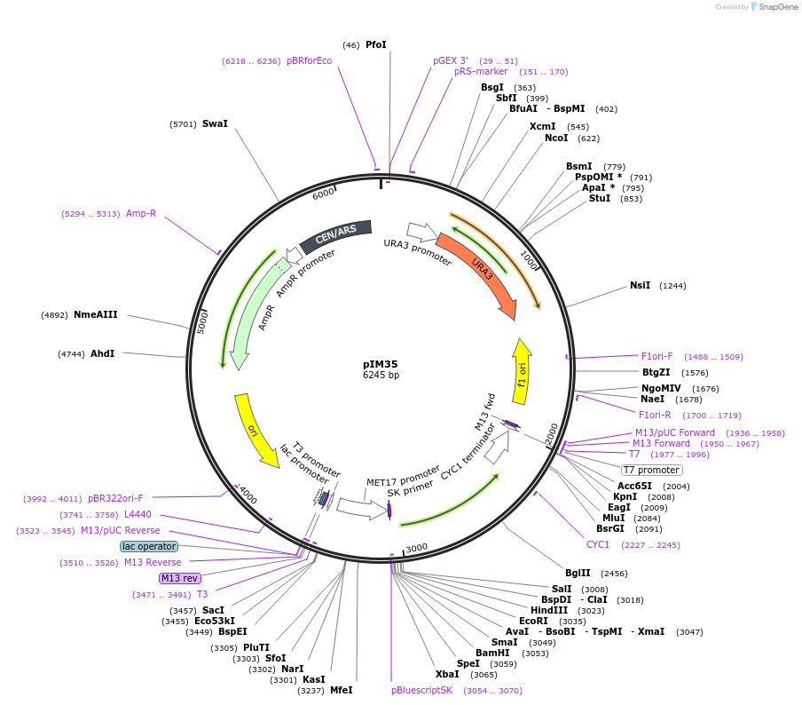 74644-plasmid-map-sequence-id-142655