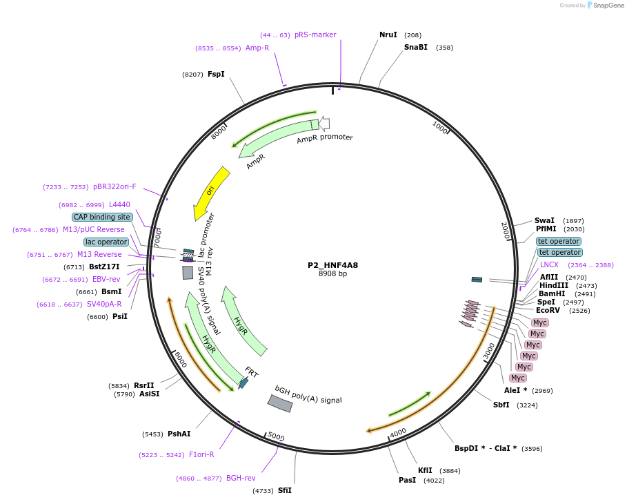 31094-plasmid-map-sequence-id-14267