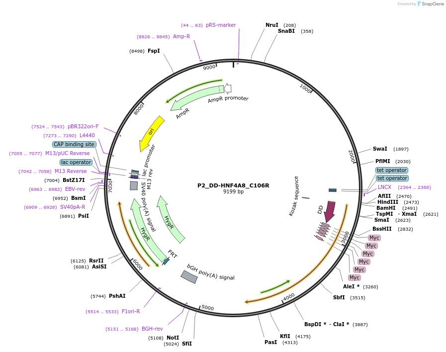 31096-plasmid-map-sequence-id-14269