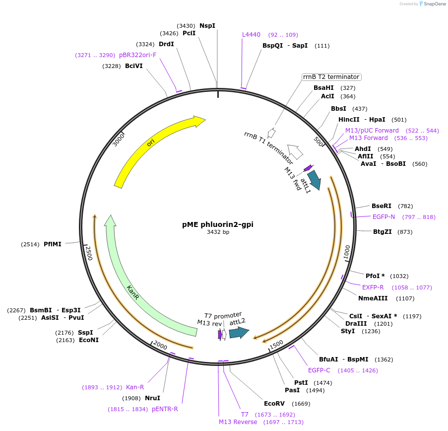73793-plasmid-map-sequence-id-142703