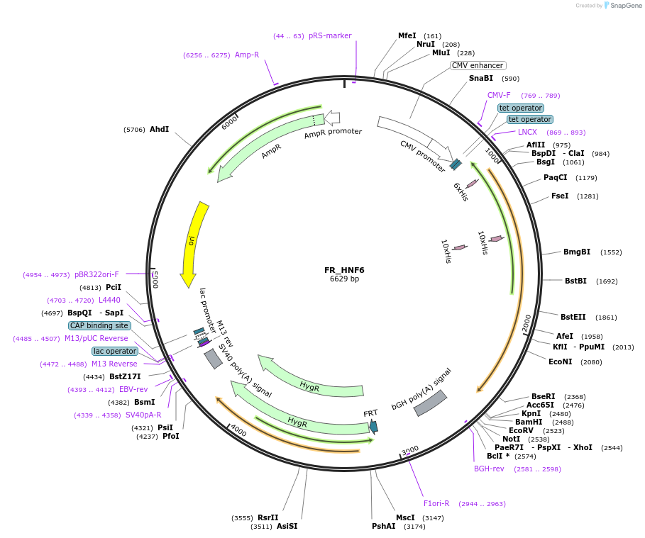 31099-plasmid-map-sequence-id-14271