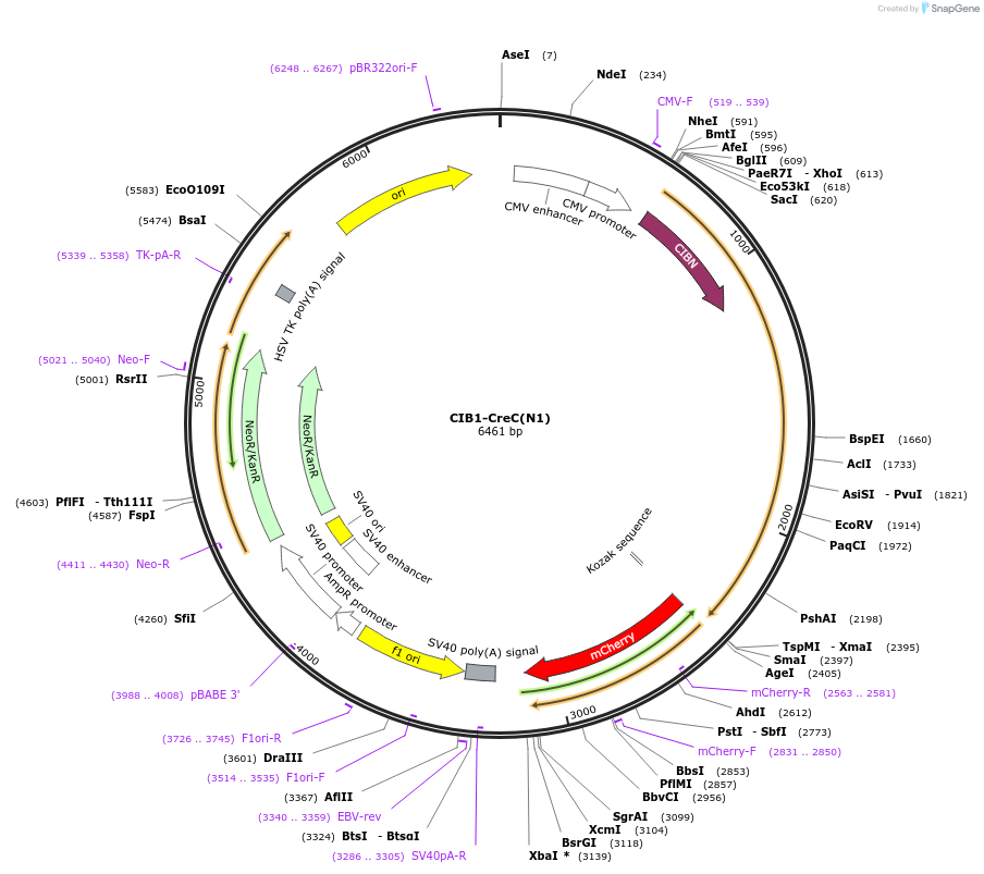 75367-plasmid-map-sequence-id-142710