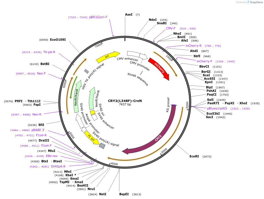 75368-plasmid-map-sequence-id-142723