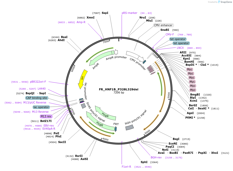 31102-plasmid-map-sequence-id-14274