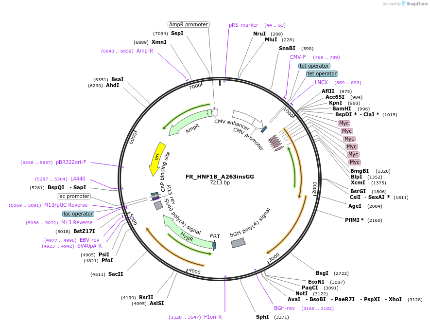 31103-plasmid-map-sequence-id-14275