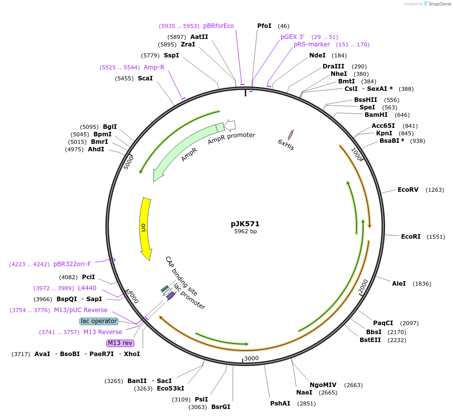 75379-plasmid-map-sequence-id-142756