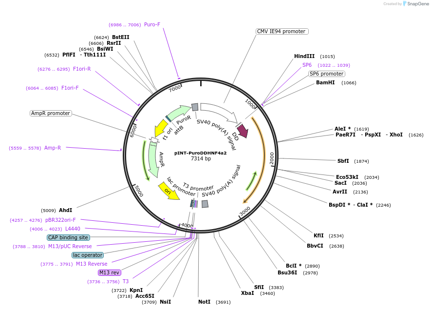 31443-plasmid-map-sequence-id-14277