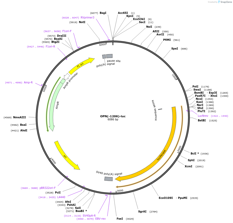 31106-plasmid-map-sequence-id-14278
