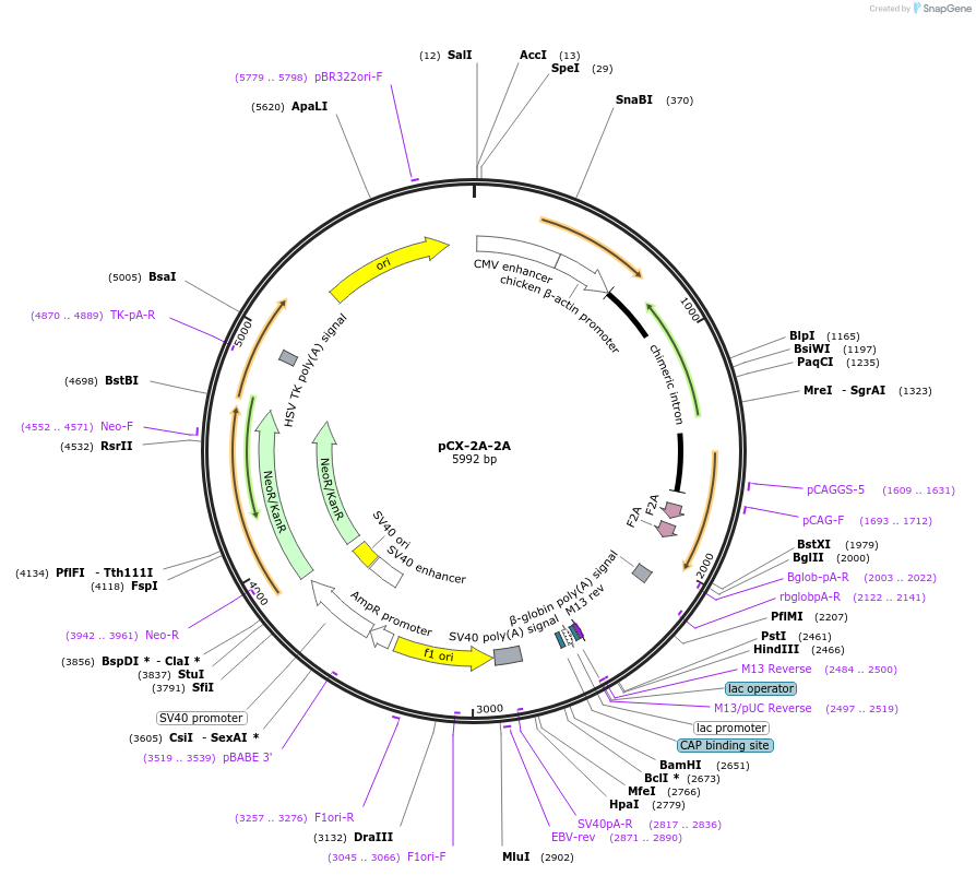 74670-plasmid-map-sequence-id-142788
