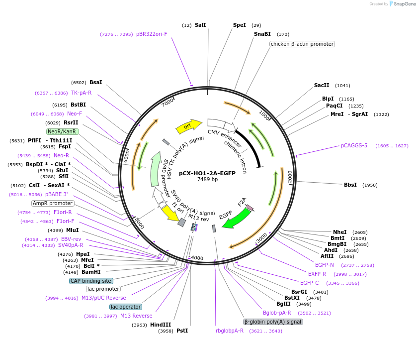 74672-plasmid-map-sequence-id-142793