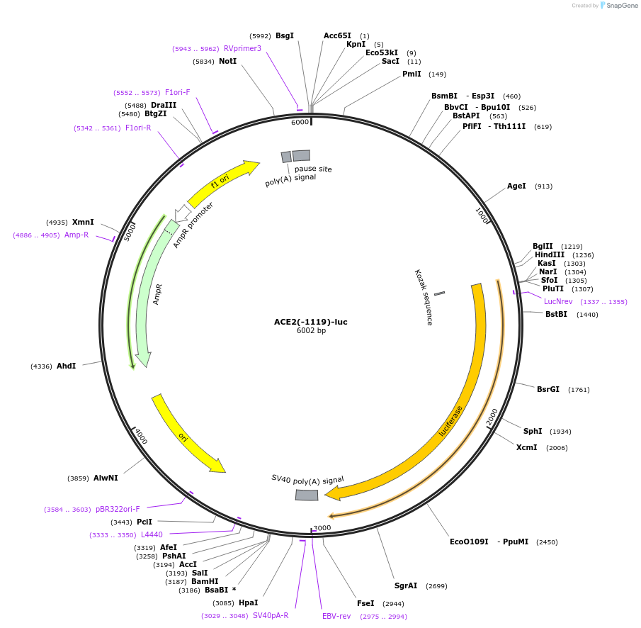 31110-plasmid-map-sequence-id-14281