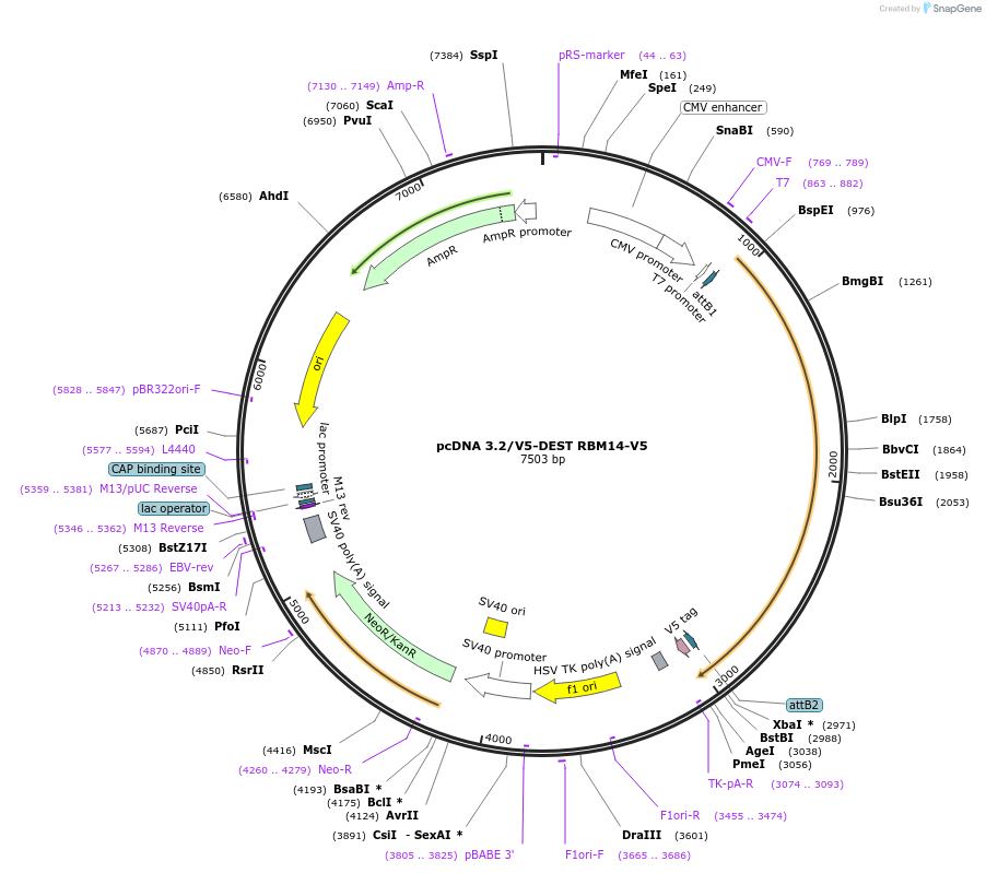 69823-plasmid-map-sequence-id-142810