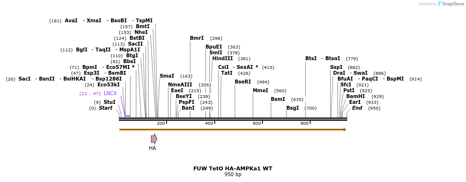 142813_map