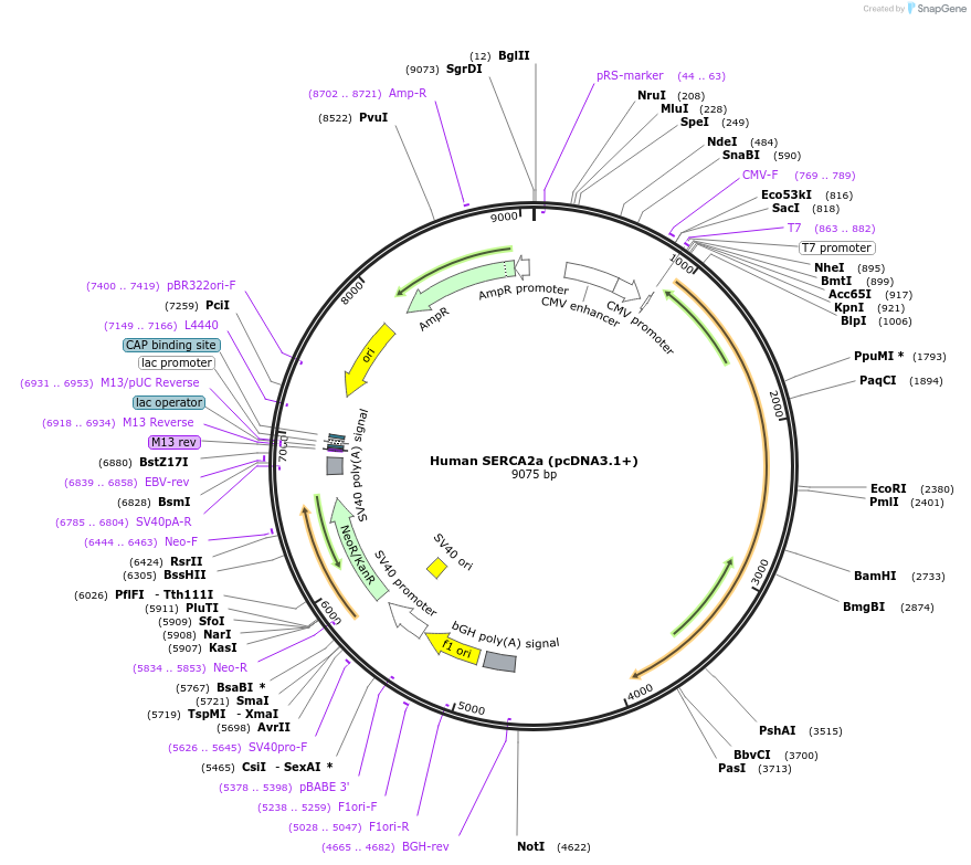 75187-plasmid-map-sequence-id-142825
