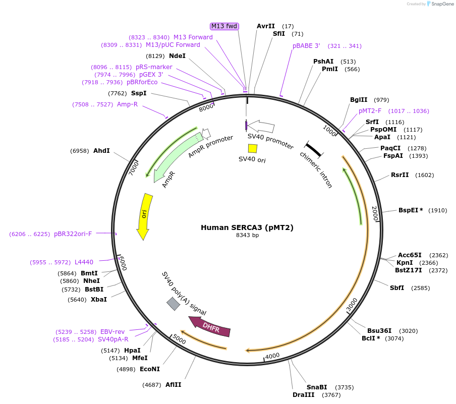 75189-plasmid-map-sequence-id-142828