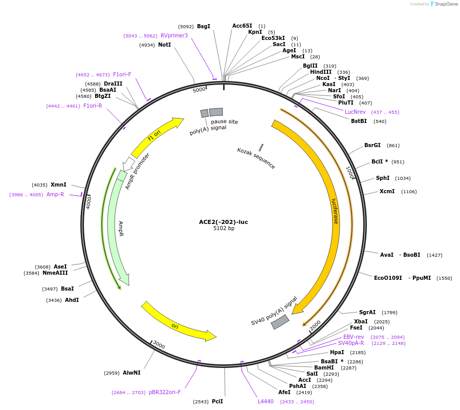 31112-plasmid-map-sequence-id-14283