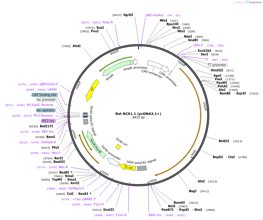 142831_map