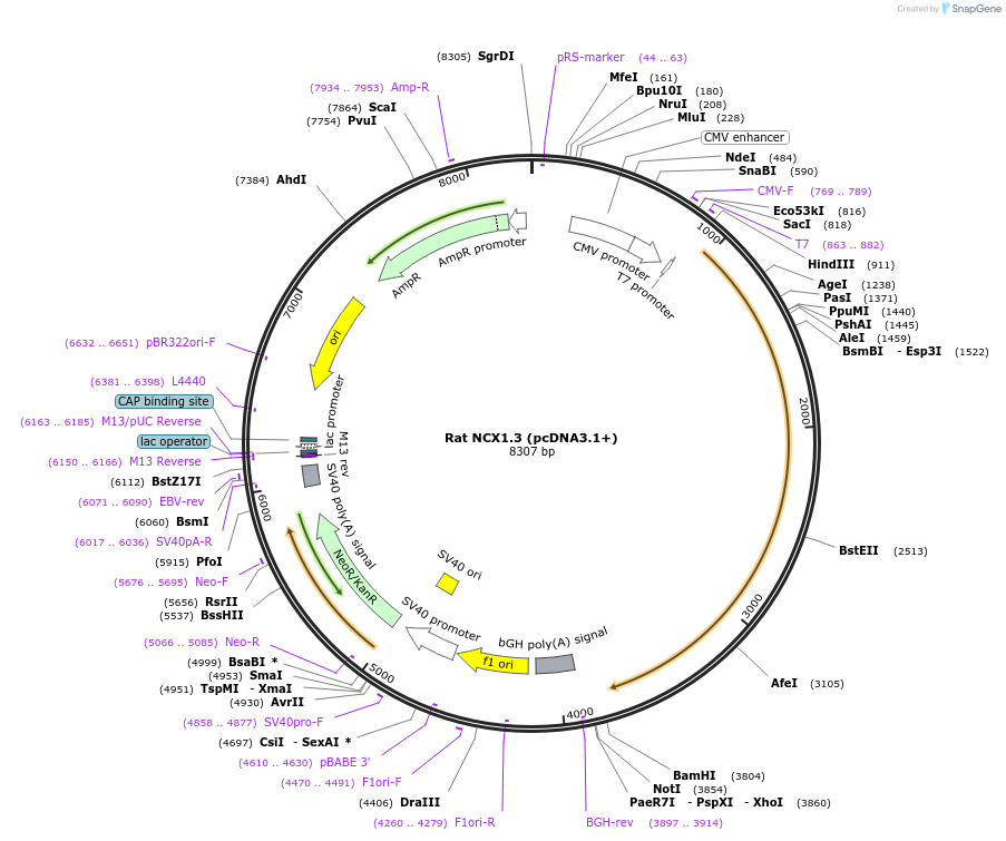 75191-plasmid-map-sequence-id-142832