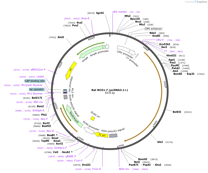 75192-plasmid-map-sequence-id-142834