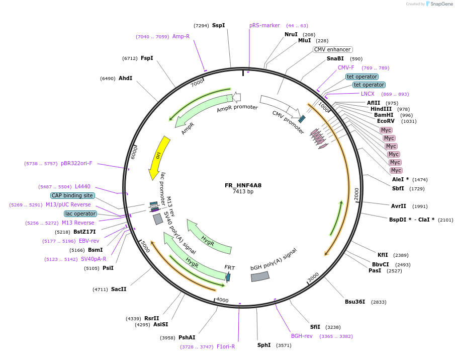 31114-plasmid-map-sequence-id-14284