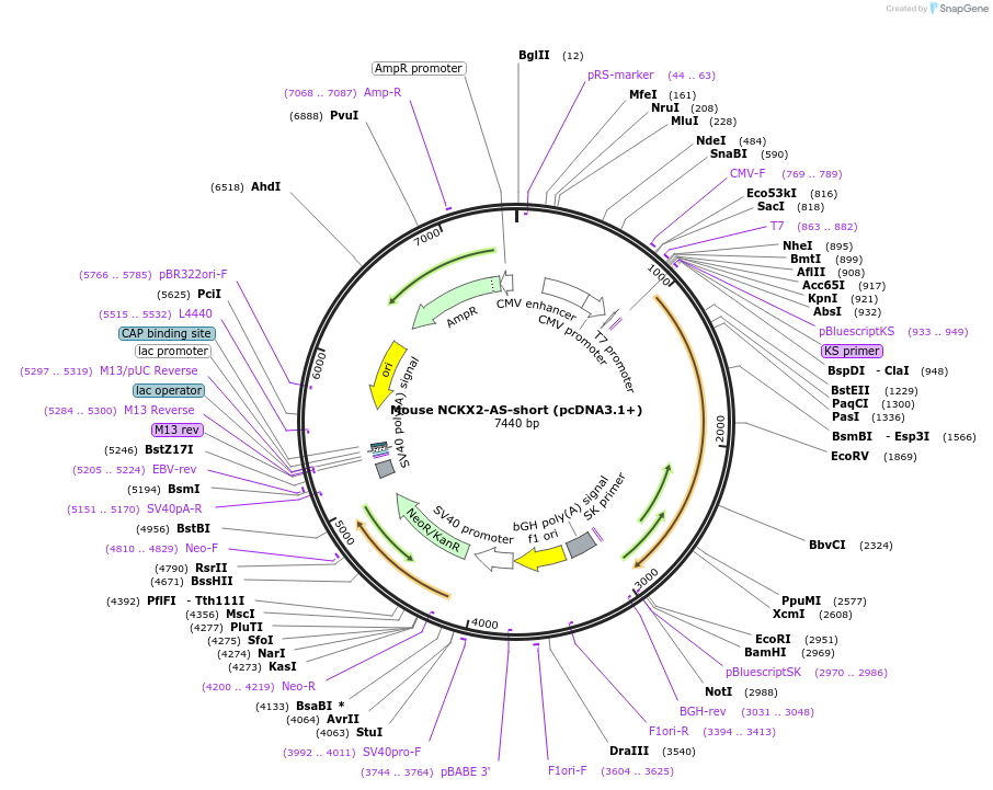 75198-plasmid-map-sequence-id-142840