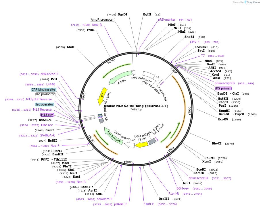 75199-plasmid-map-sequence-id-142841