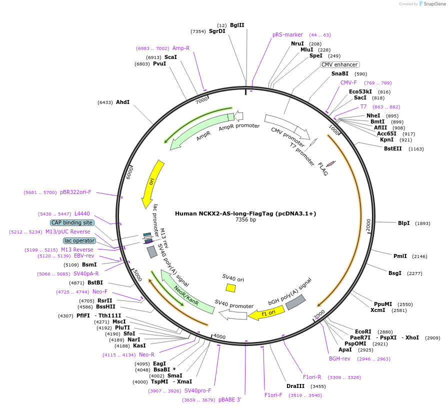 75203-plasmid-map-sequence-id-142846