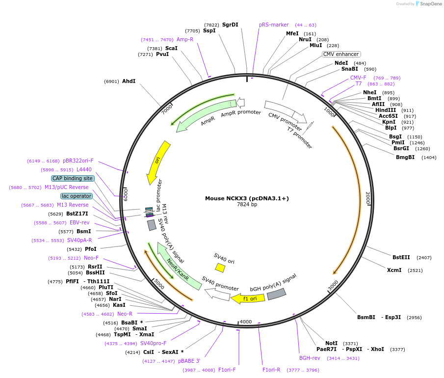 75204-plasmid-map-sequence-id-142849