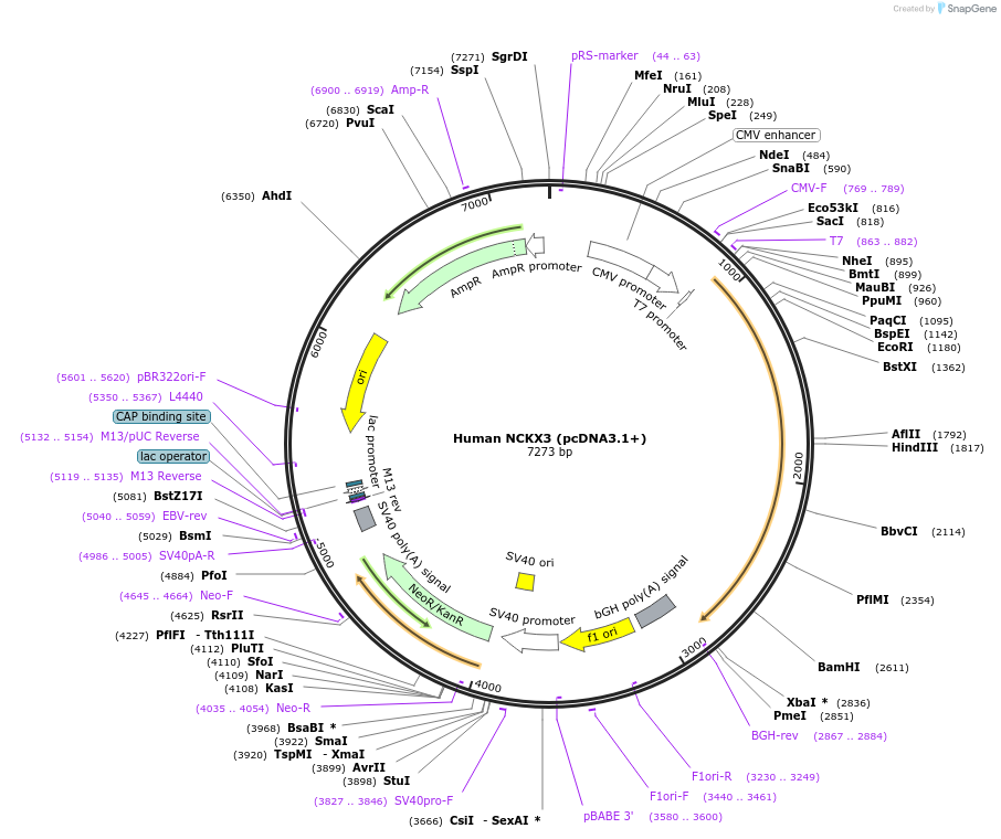 75205-plasmid-map-sequence-id-142851