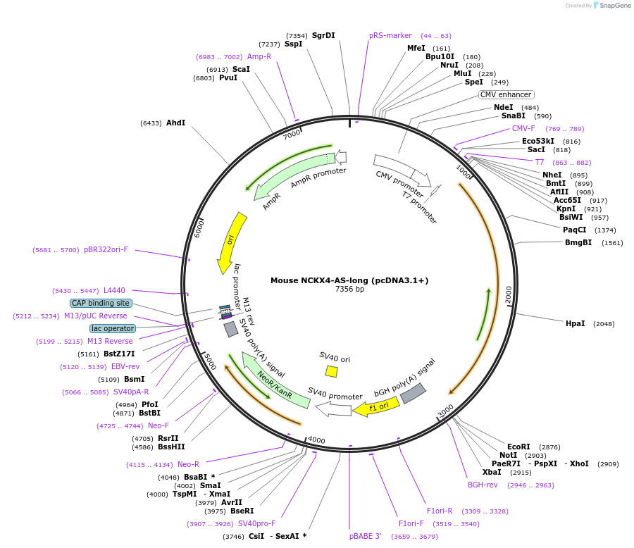 75208-plasmid-map-sequence-id-142854
