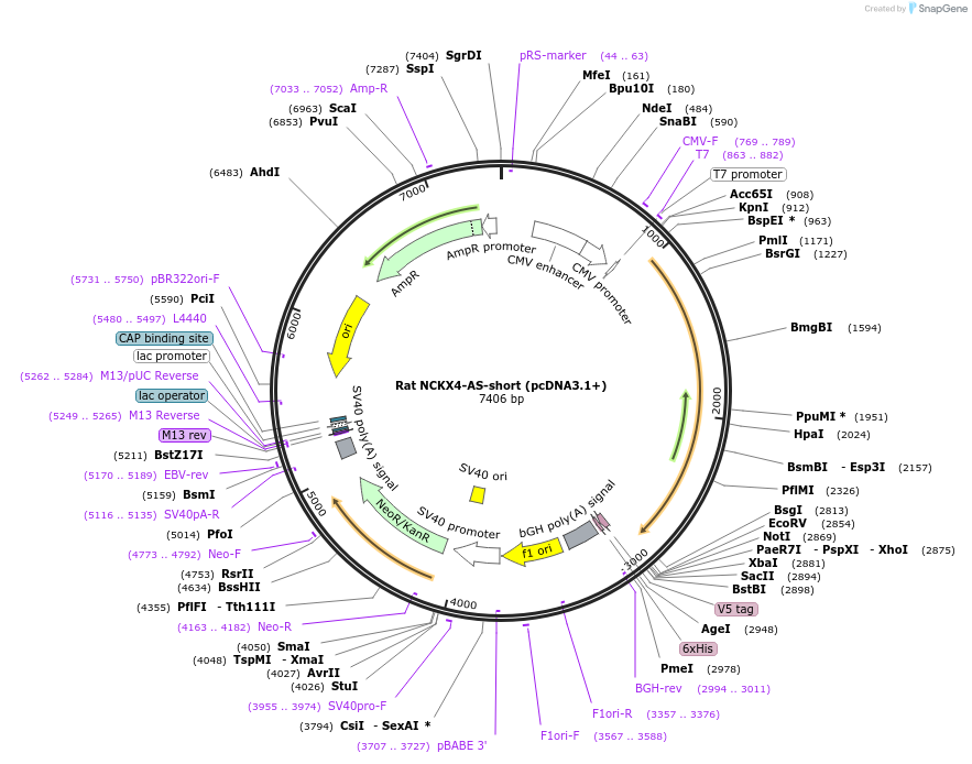 75209-plasmid-map-sequence-id-142856