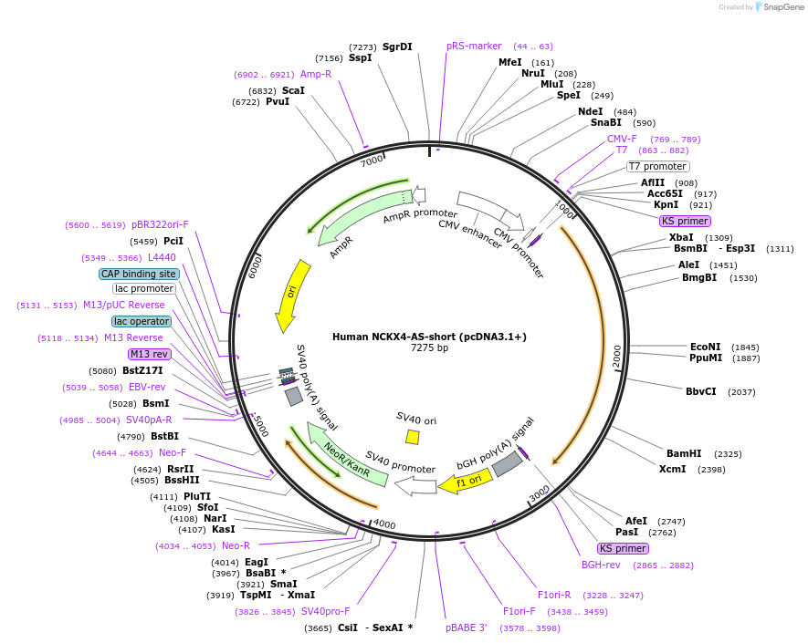 75210-plasmid-map-sequence-id-142857