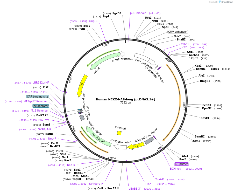 75211-plasmid-map-sequence-id-142858