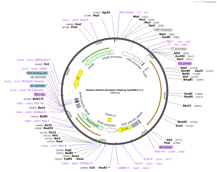 75212-plasmid-map-sequence-id-142860