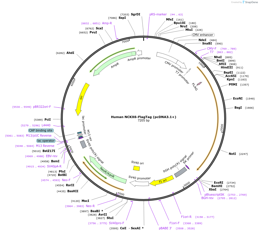75217-plasmid-map-sequence-id-142866