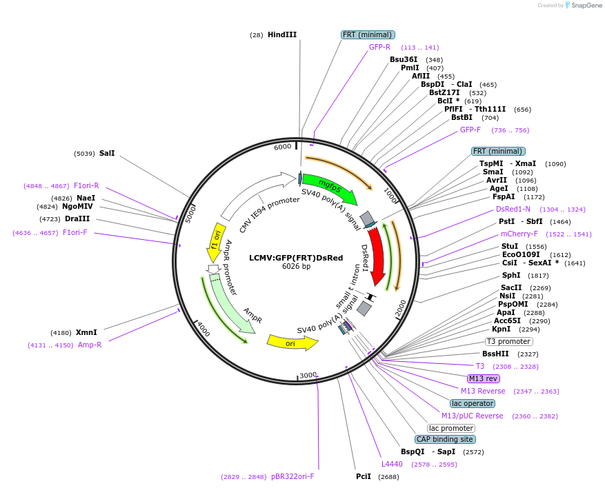 31378-plasmid-map-sequence-id-14288