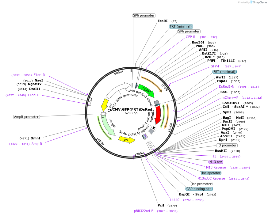 31372-plasmid-map-sequence-id-14290