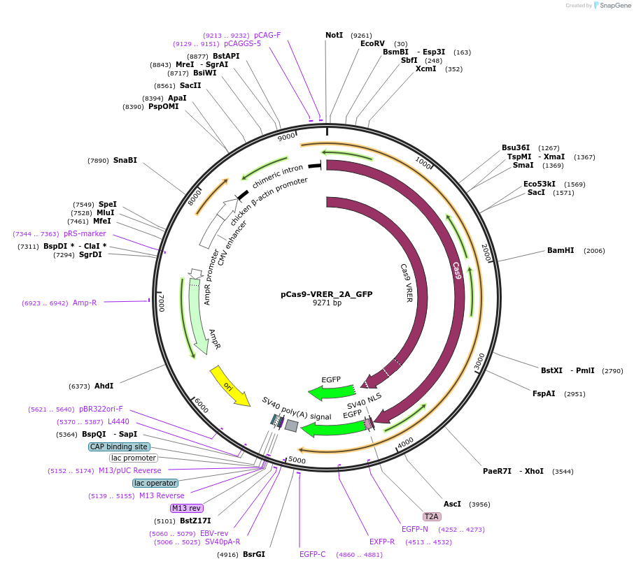 75475-plasmid-map-sequence-id-142912