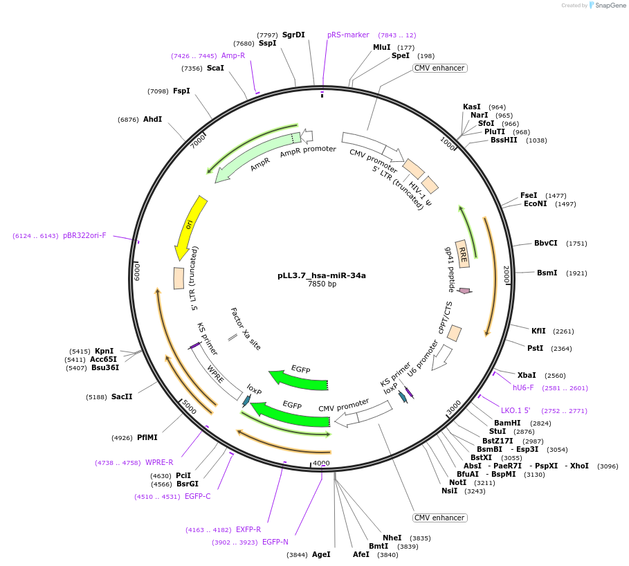25791-plasmid-map-sequence-id-142916