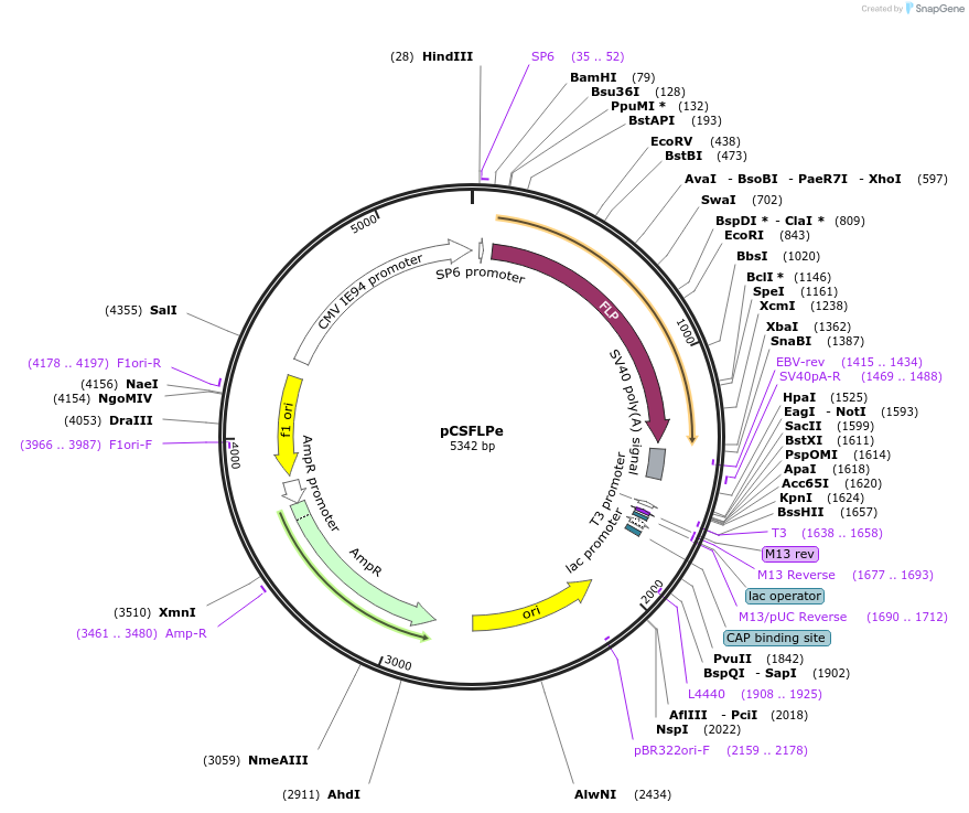 31130-plasmid-map-sequence-id-14292
