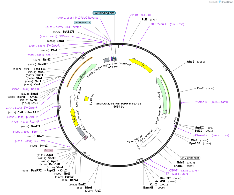 21109-plasmid-map-sequence-id-142921