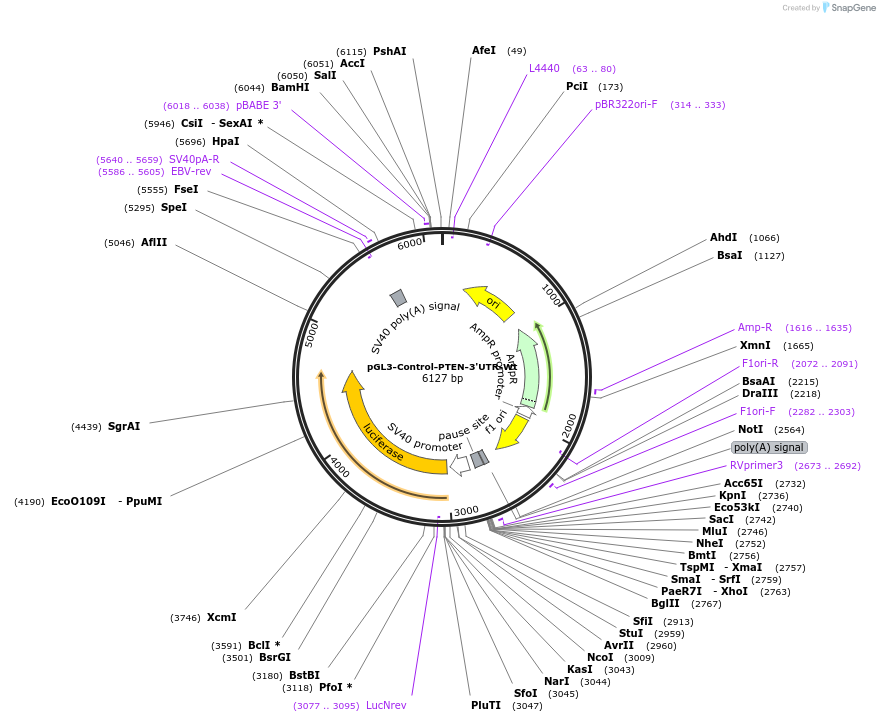 21326-plasmid-map-sequence-id-142926