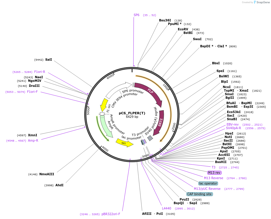 31131-plasmid-map-sequence-id-14293