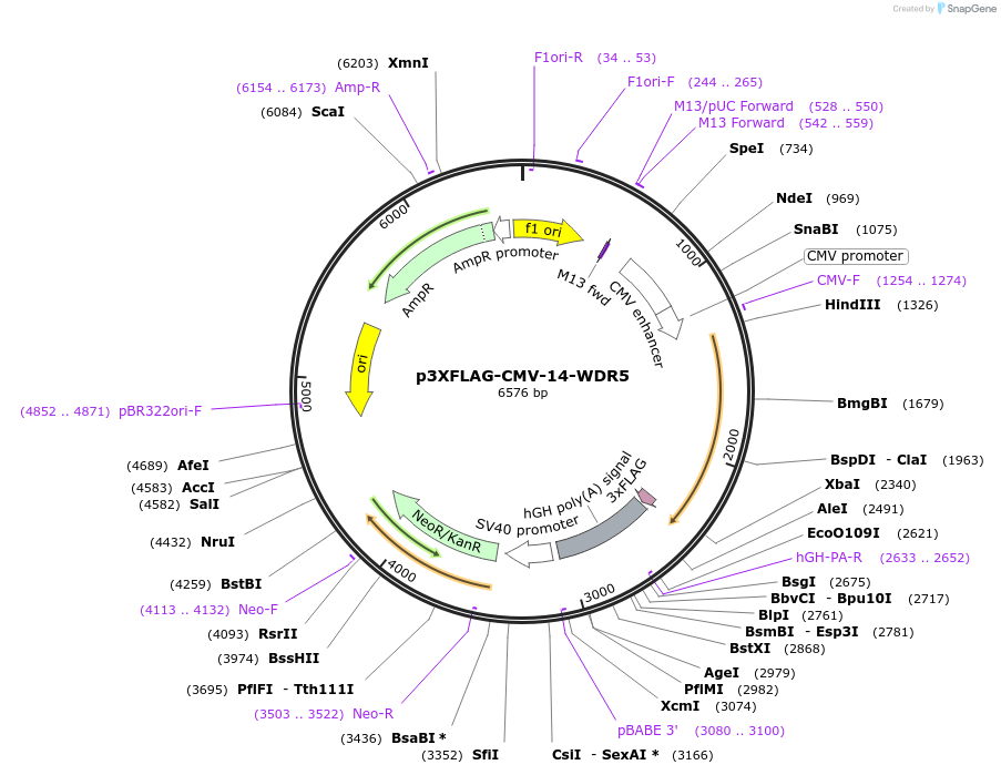 59974-plasmid-map-sequence-id-142932