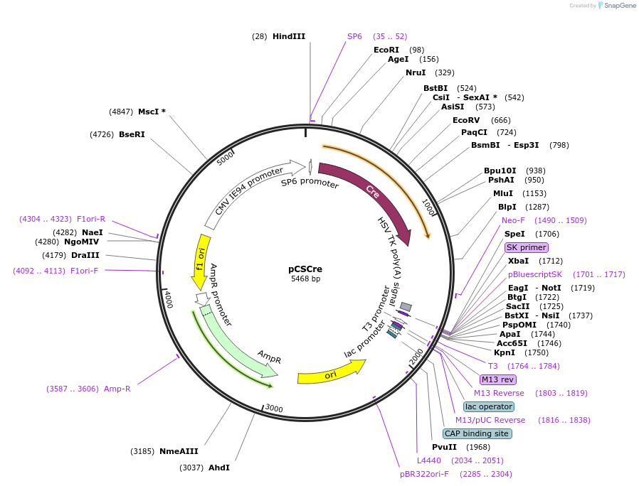 31132-plasmid-map-sequence-id-14294