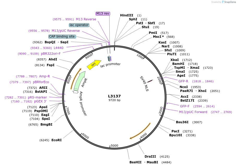 1533-plasmid-map-sequence-id-143