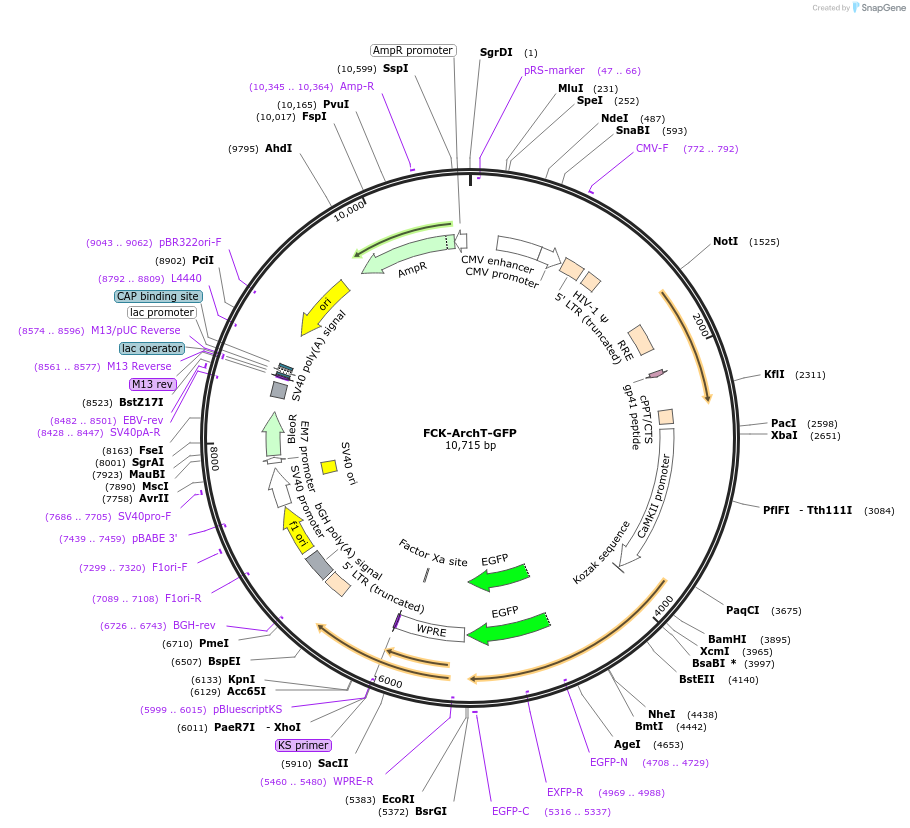 31177-plasmid-map-sequence-id-14301