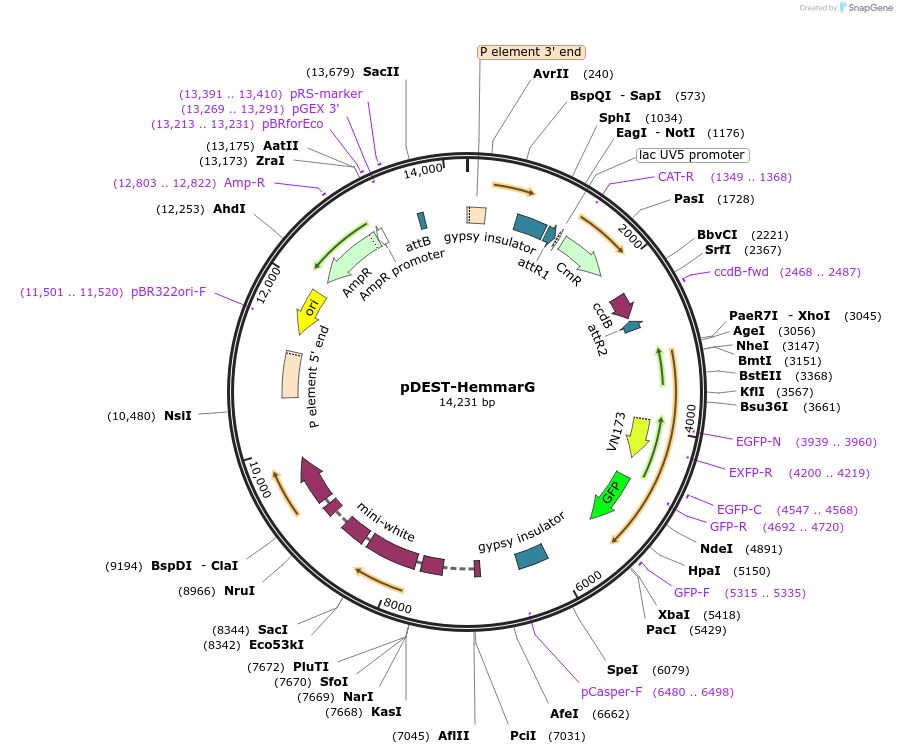 31221-plasmid-map-sequence-id-14308
